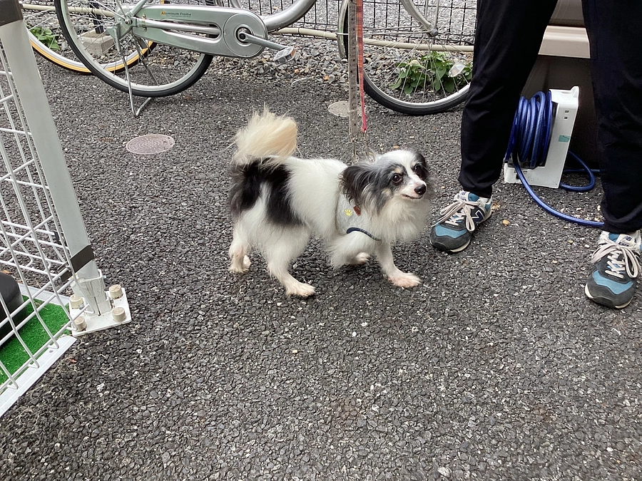 今日のチョコちゃん！(8月16日)