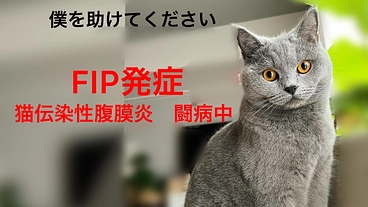 【FIP】FIP(猫伝染性腹膜炎)闘病中のドムくんにご支援を のトップ画像