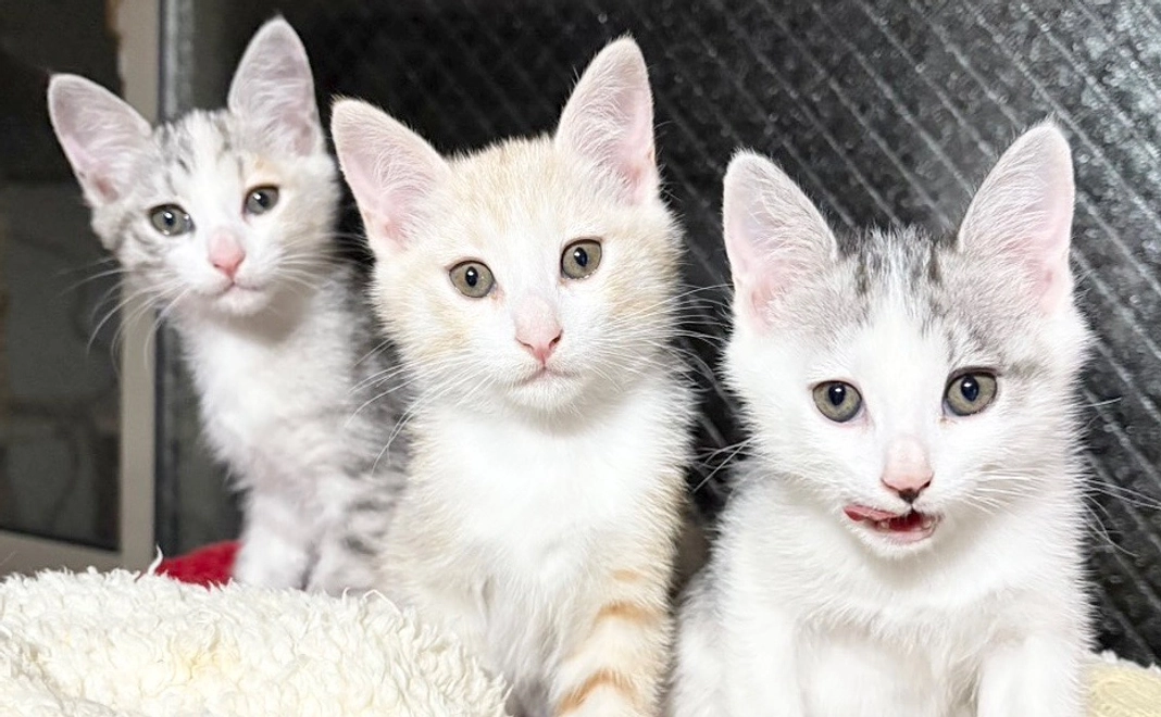 ひとつひとつの命を大切に守りたい!!