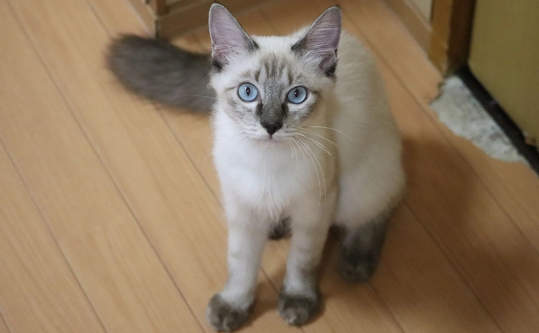 猫達を応援コース