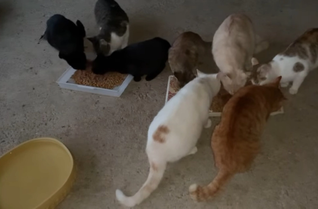 クラウドファンディング終了のご報告🍀