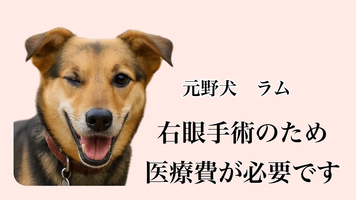 見えない光を与えてあげたい…！