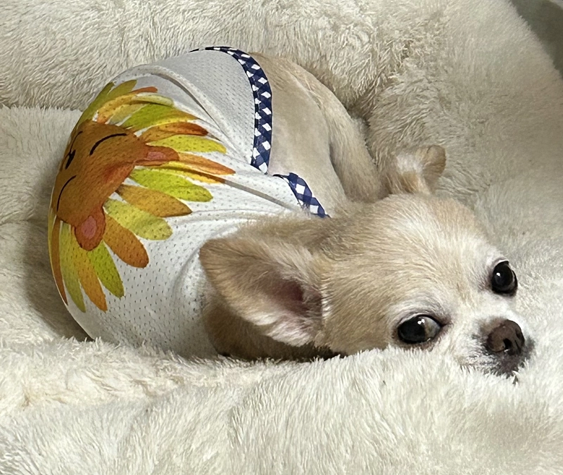 リターンのメールをお送りさせていただきました。