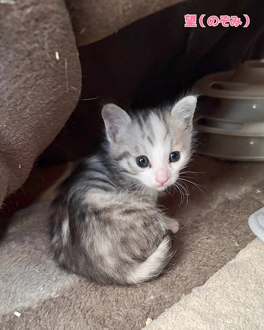 お空に旅立ちました