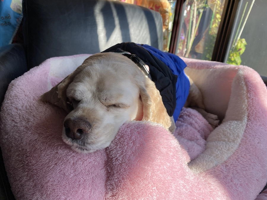 HAPPY NEW YEAR! 皆様のお陰で新年迎えられました　あともう少しご支援お願い致します！