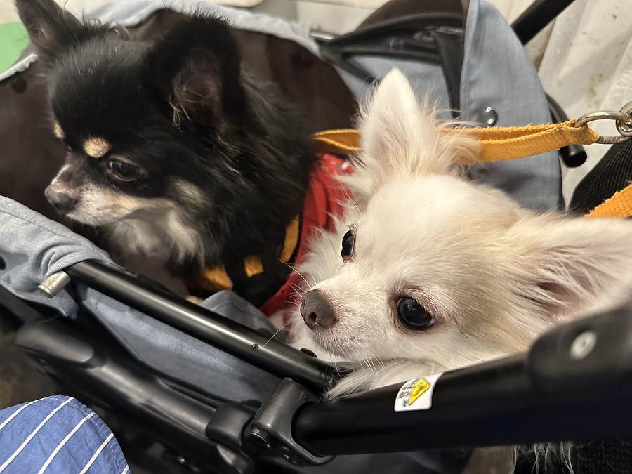 残り12時間を切りました。厳しい状況ですが最後まで頑張ります！