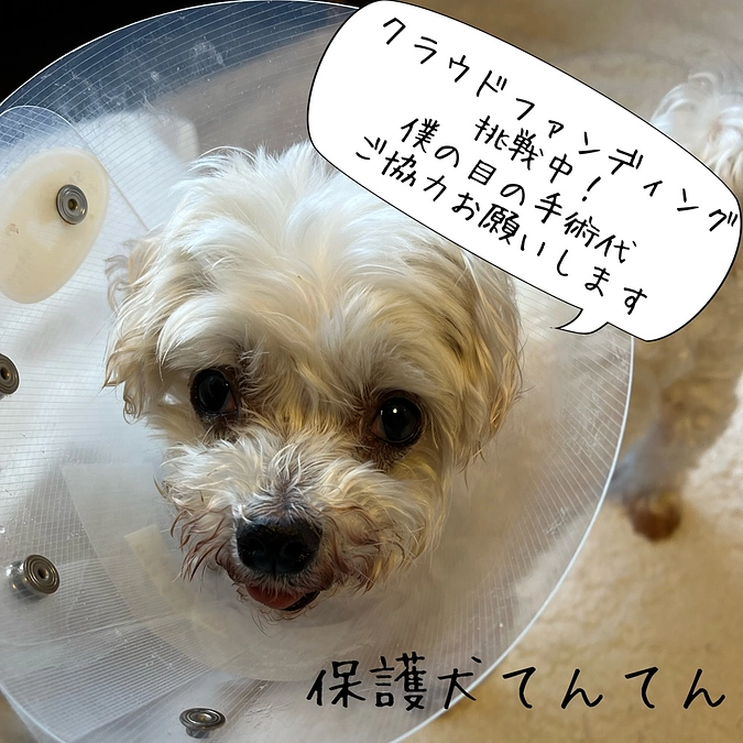 エリザベスカラーは来週まで延期になりました