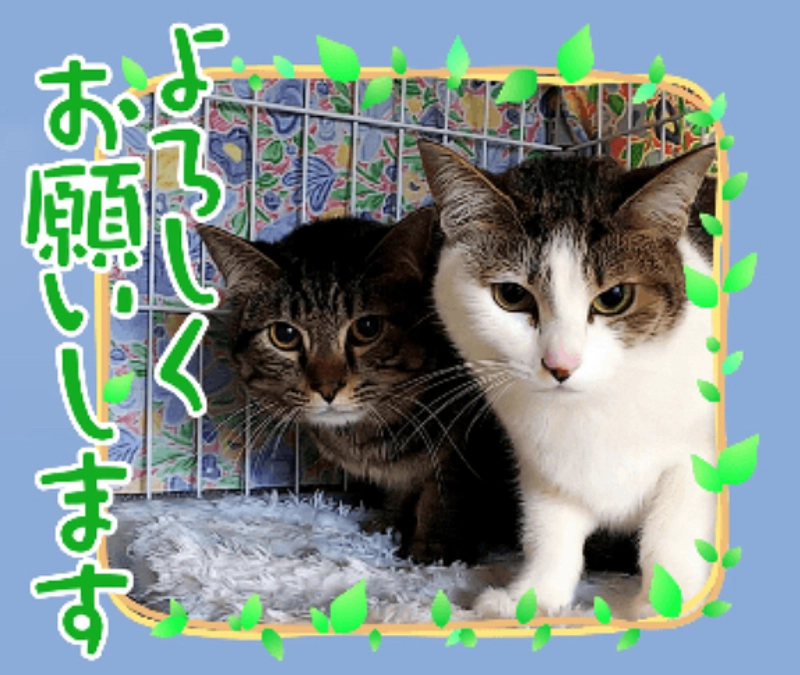 見出しの兄妹🐱現在の幸せ報告