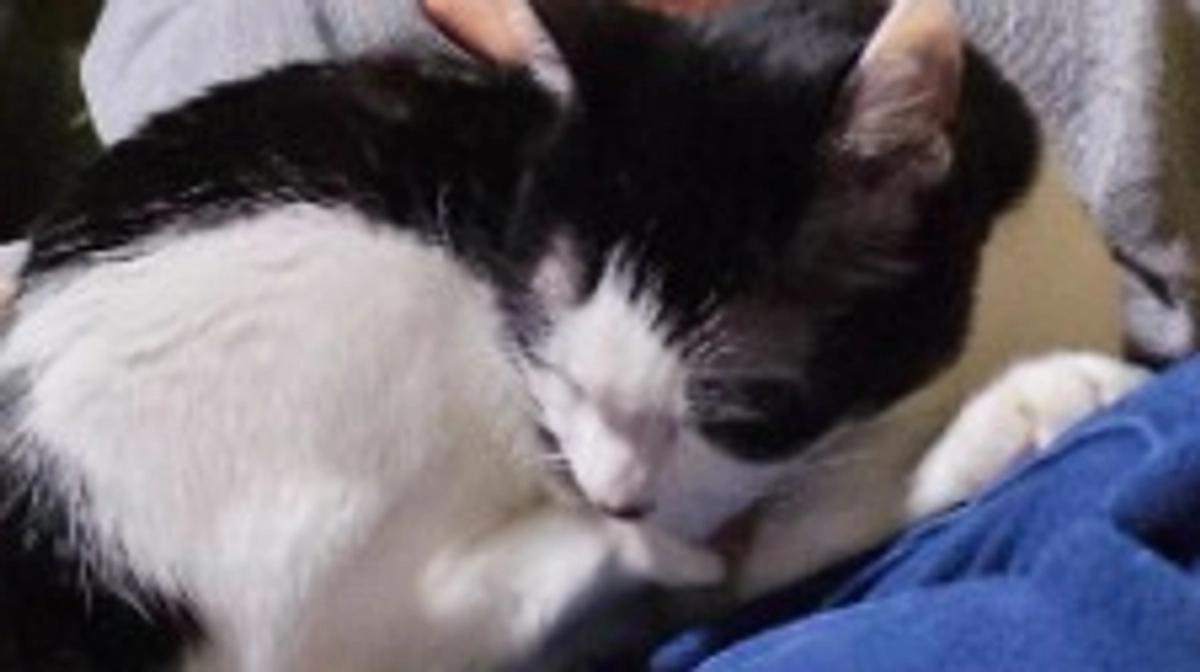 明けましておめでとうございます！　寝正月な猫と私