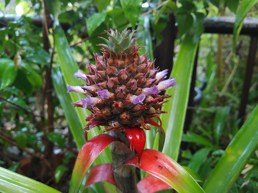 閑話・パイナップルを育ててみた話