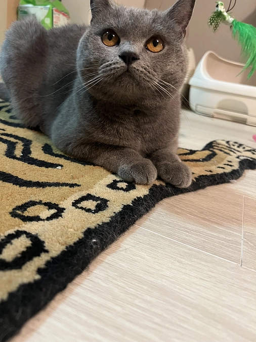 今日のドムくん