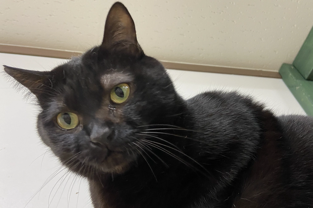 うーちゃんの検査結果ご報告