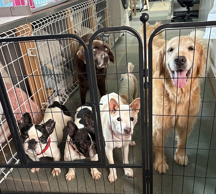 目標金額達成致しました‼️皆様のご支援のお陰です。心より感謝申し上げます。