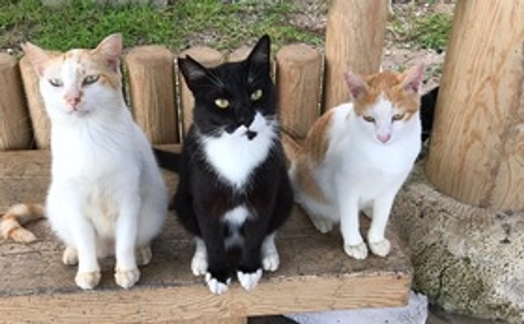 毎月20000円コース