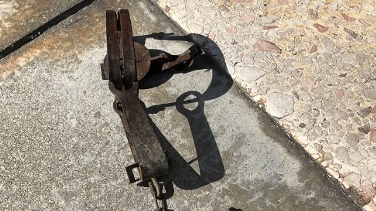 許してはいけない！～トラバサミに挟まれ断脚したすみれの保護～