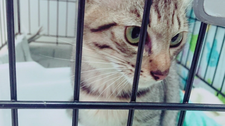 動物譲渡を広めて殺処分される運命にある動物を救いたい！