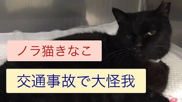 車に轢かれ大怪我をしたノラ猫きなこを助けたい！ のトップ画像