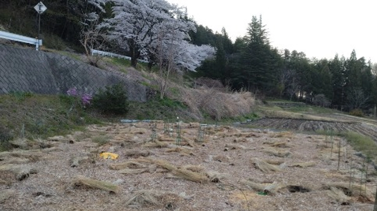 ブルーベリーを植えました！　～その６　春が来た！～