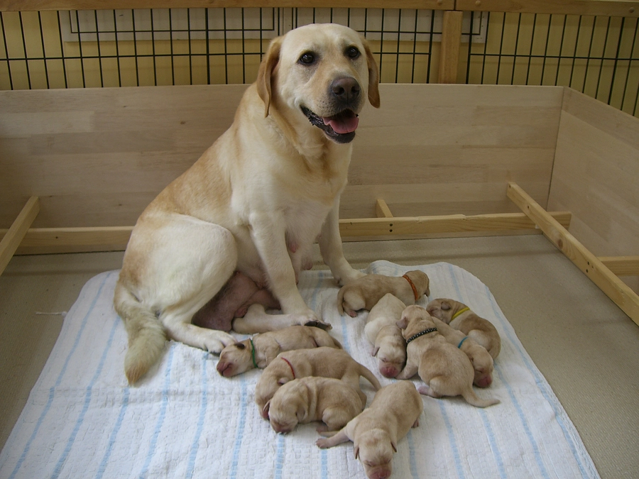 協会にいる犬たち～繁殖犬～