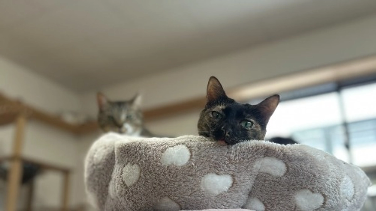 【進捗状況⑱】新シェルター完成後、初めての夏！