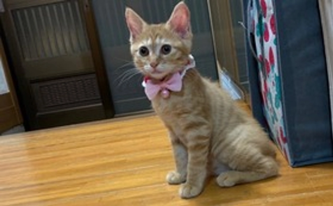 ティアラ応援３０００円