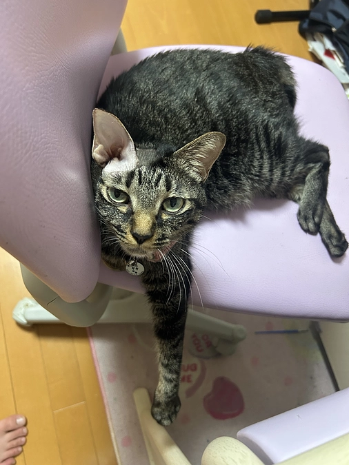 明日抜糸です。