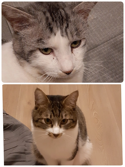 【ぎんちゃん】【かすみ君】の医療についてと他トライアルについてのご報告