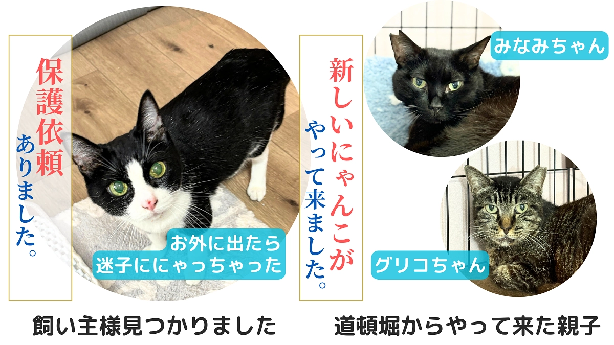 保護依頼が２案件ありました。【17歳のおばあちゃん猫・道頓堀に住んでた街猫の親子】