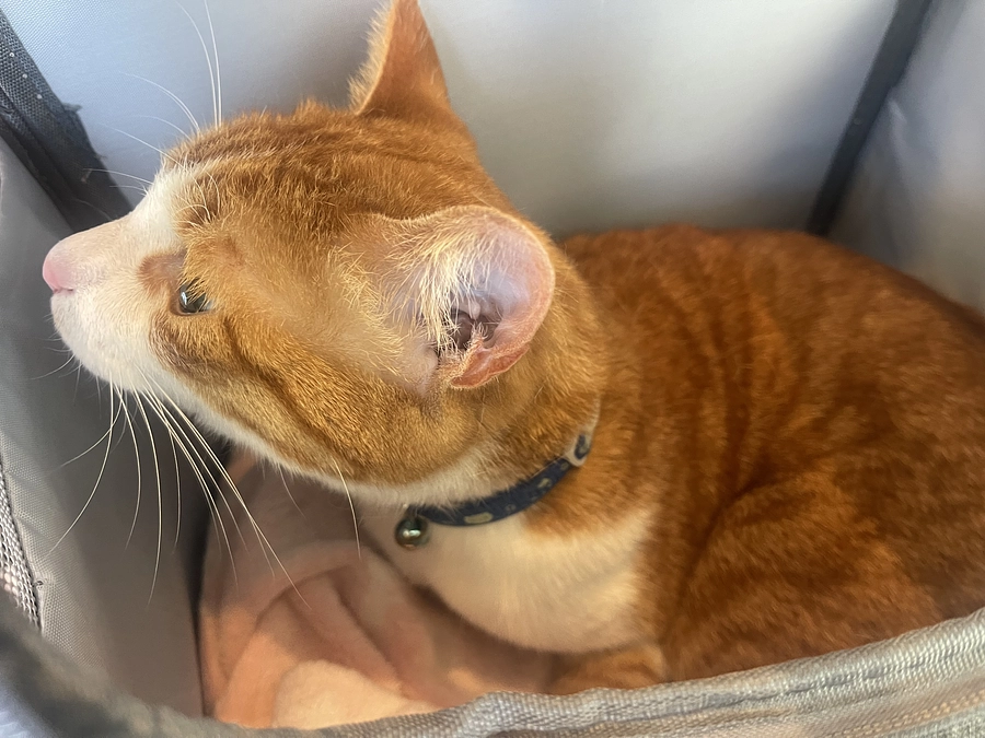 ぷちの定期検診へ