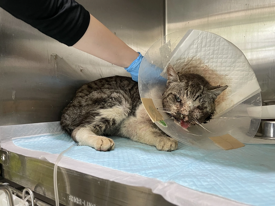 【50%到達！】なぜTNRを進めたいのか／保護するということ