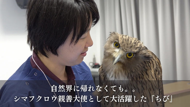 もっと多くの命を繋ぎたい!野生猛禽類の救護と継続飼育体制の充実を 7枚目