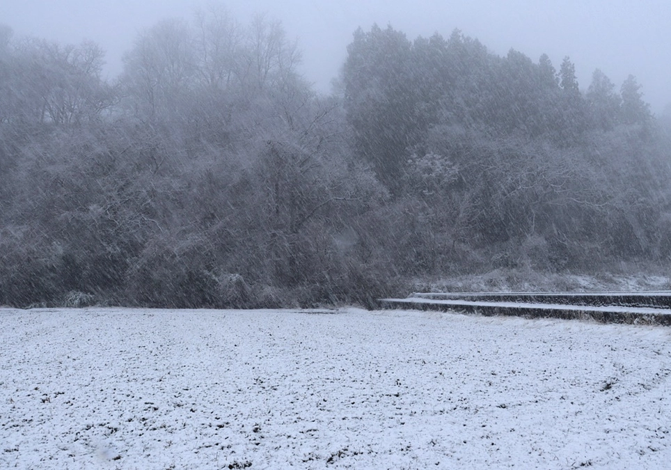 雪のため、本日は、選定作業中止です。