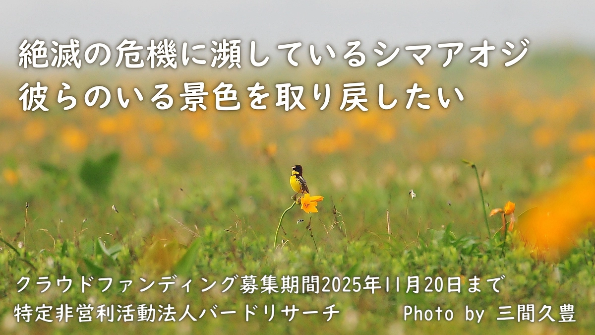 絶滅危惧種シマアオジのいる景色を取り戻したい　クラウドファンディングスタートしました