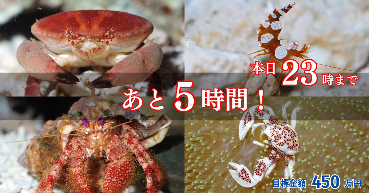 いよいよのこりあと５時間！　最後までがんばります！よろしくお願いいたします。