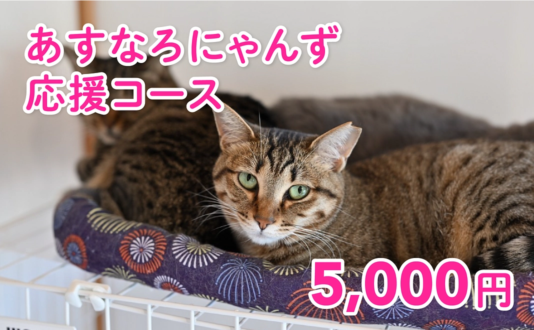 あすなろにゃんず応援 ｜ 5,000円