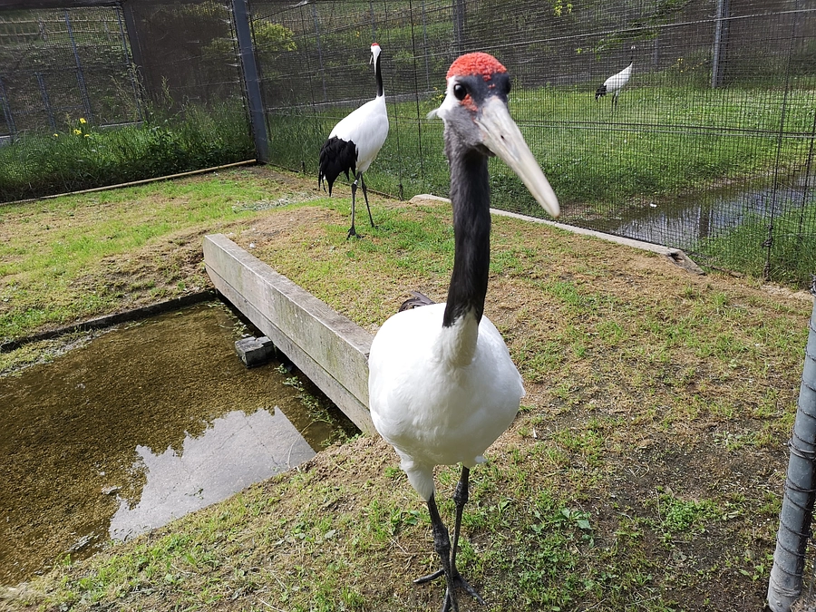 きびじつるの里にタンチョウを見学にいきました！