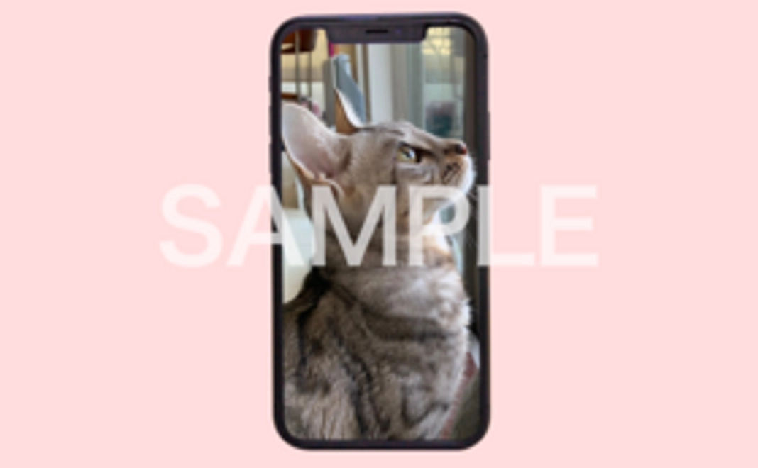 ロイくんの待ち受け画像