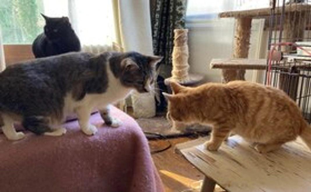 1,000円　応援コース【リターンなし】