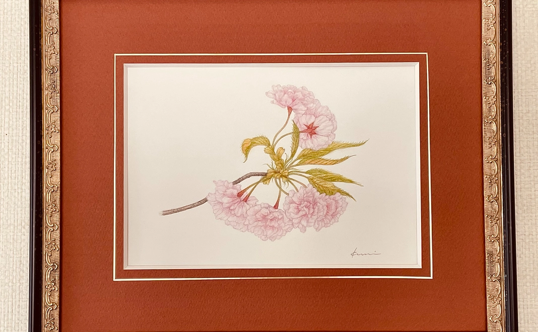 書籍SAKURA 京都を彩る日本の桜ボタニカルアート画集3部作の出版を応援します！＜スーペリア＞