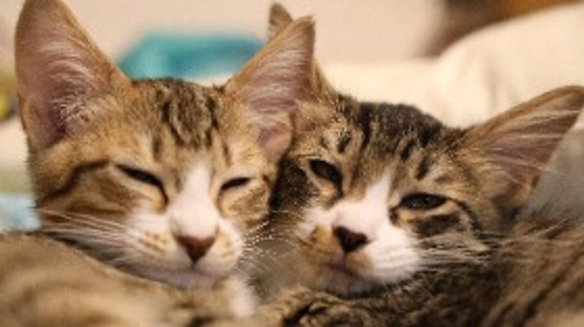 特定非営利活動法人(NPO法人)を立ち上げました。