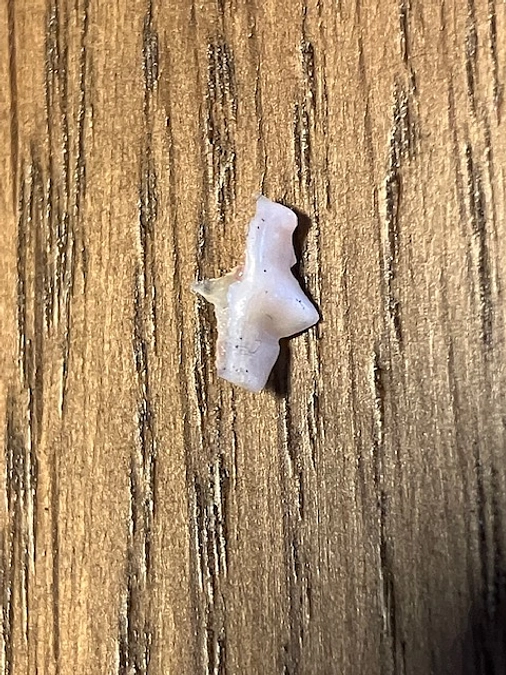 里親様からの幸せ便り