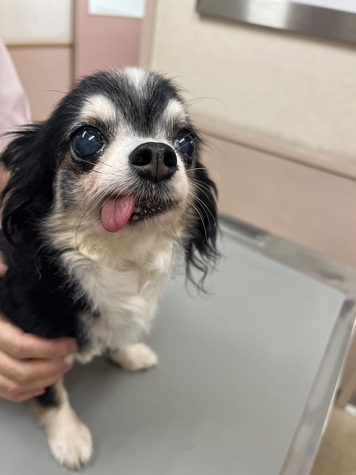 小さなしっぽの新入り