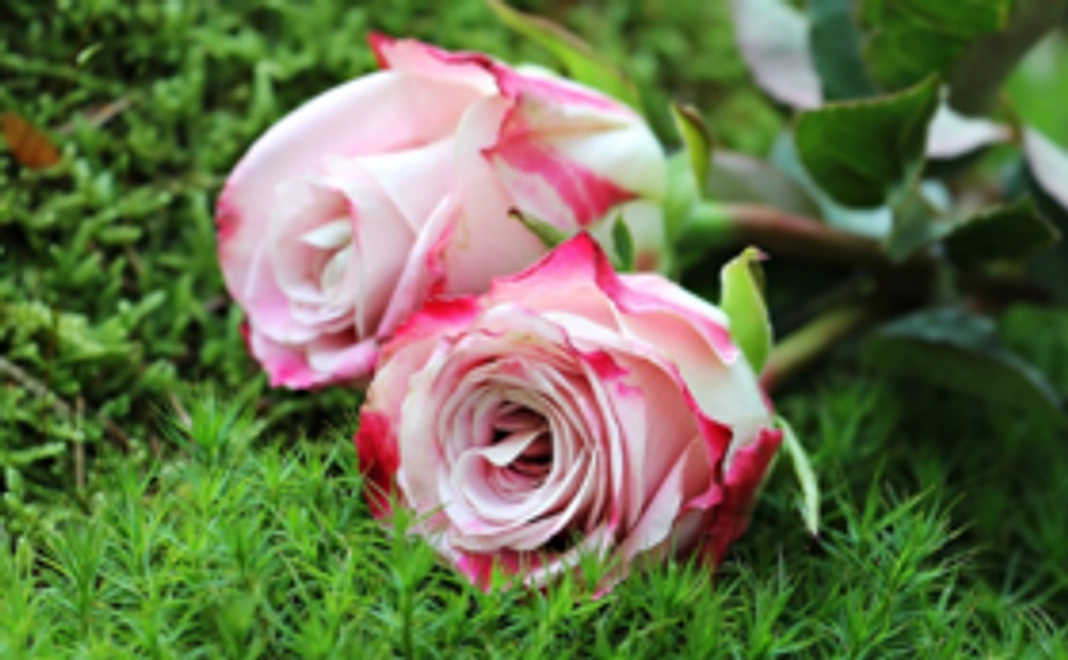 ＜10000円＞アマナレッスンでDV被害者を全力応援！