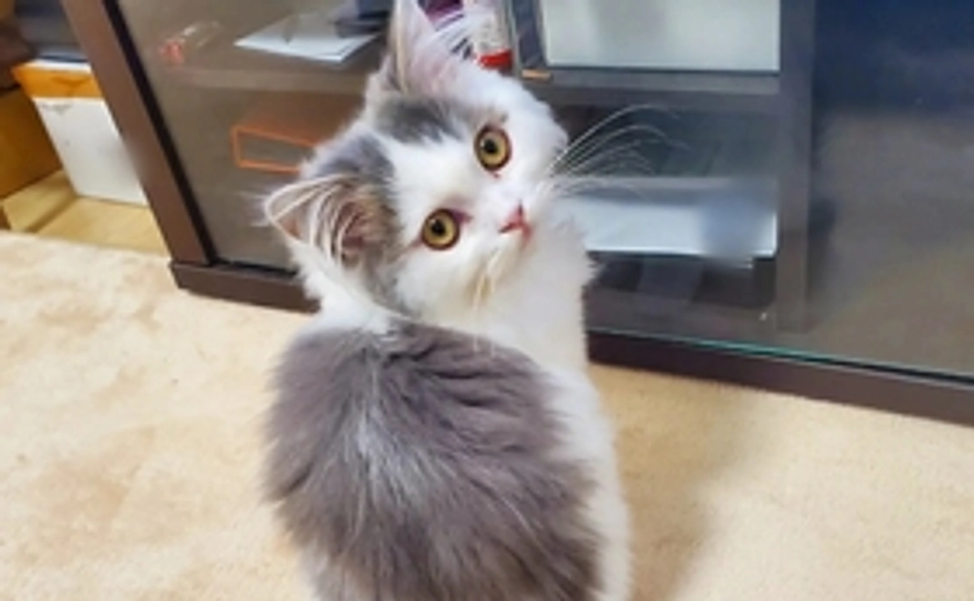 全額応援(リターン不要)1000円コース