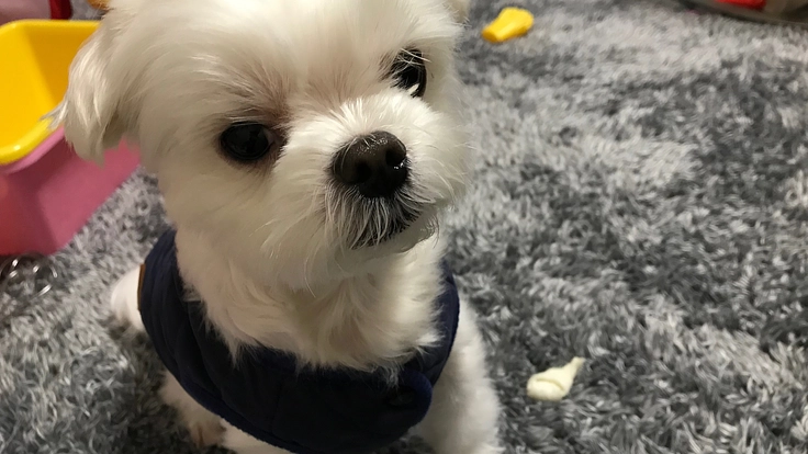 僧帽弁閉鎖不全症の愛犬パフ太を救いたいです。