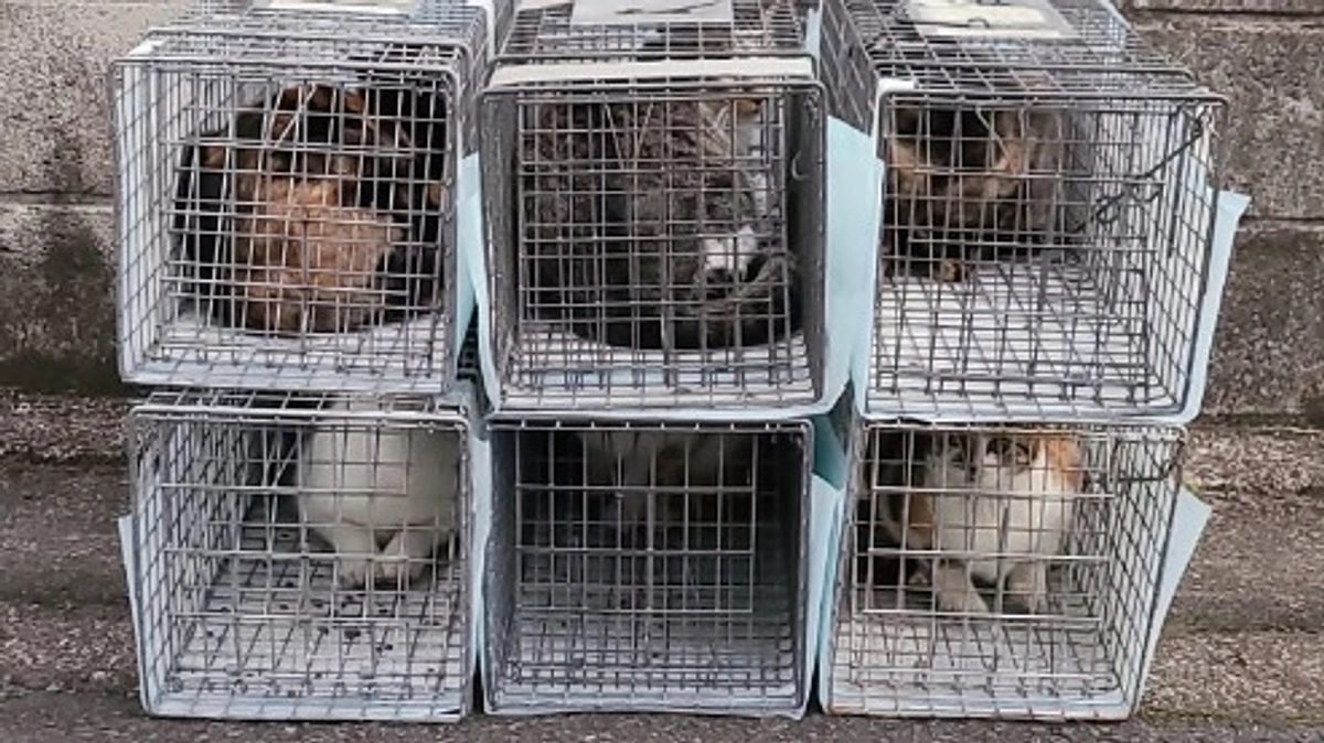 草加市内9頭のTNRを行いました。