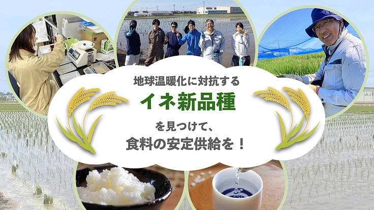 地球温暖化に対抗するイネ新品種を見つけて、食料の安定供給を!