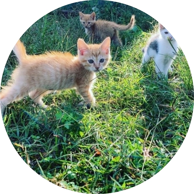 地域猫活動のリアルな問題点❣️（本来の野良猫にはなれない地域猫）