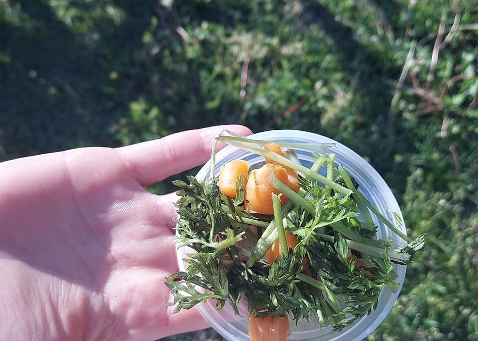 【活動報告170】週刊鹿深の家vol66