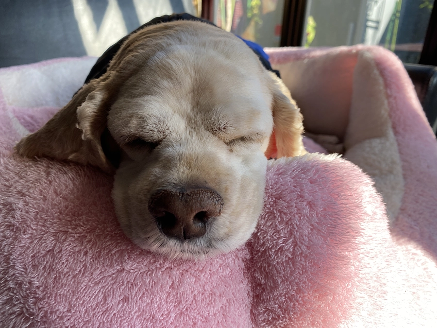 何とか新年迎えられました　あともう少しご支援お願い致します